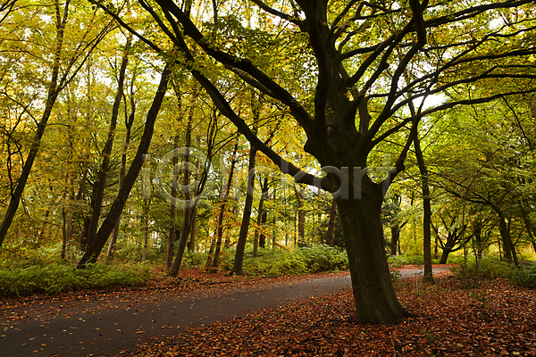 사람없음 JPG 포토 해외이미지 공원 나무 나뭇가지 네덜란드 도로 방향 숲 식물 야외 잎 풍경(경치) 해외202004