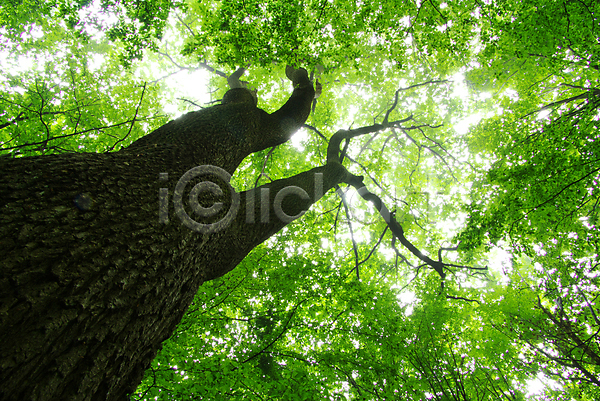 사람없음 JPG 포토 해외이미지 나무 숲 식물 야외 잎 해외202004 해외202105