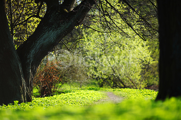 사람없음 JPG 포토 해외이미지 공원 나무 도로 숲 식물 야외 오솔길 잎 풍경(경치) 해외202004