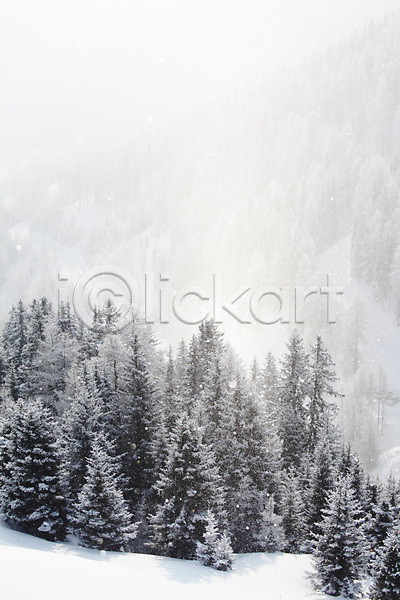사람없음 JPG 포토 해외이미지 겨울 눈(날씨) 눈내림 산 산악지대 숲 알프스 야외 크리스마스트리 풍경(경치) 하늘 해외202004 해외202105
