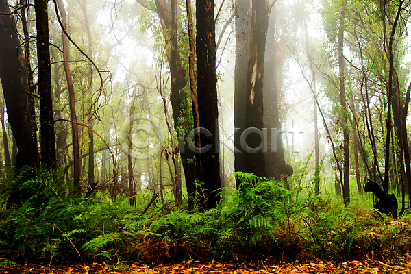 사람없음 JPG 포토 해외이미지 나무 숲 안개 야외 풍경(경치) 해외202004 해외202105 호주