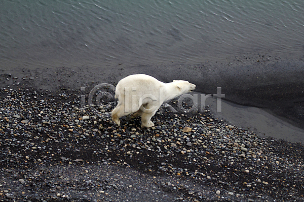 위험 사람없음 JPG 포토 해외이미지 곰 동물 북극 북쪽 빙하 사냥 사막 야생동물 육식동물 자연 파편 해외202004 황무지