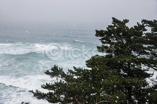 사람없음 JPG 포토 강원도 겨울 고성 국내여행 나무 눈(날씨) 바다 야외 주간 파도 풍경(경치) 한국
