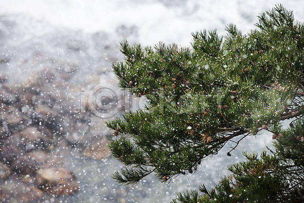 사람없음 JPG 포토 강원도 겨울 고성 국내여행 나무 눈(날씨) 바다 야외 주간 파도 풍경(경치) 한국