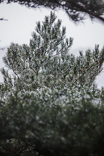 사람없음 JPG 소프트포커스 포토 강원도 겨울 고성 국내여행 나무 나뭇가지 나뭇잎 눈(날씨) 야외 주간 풍경(경치) 한국