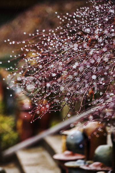 사람없음 JPG 아웃포커스 포토 국내여행 나뭇가지 보케 비 빗방울 야외 전라남도 주간 풍경(경치) 한국 해남