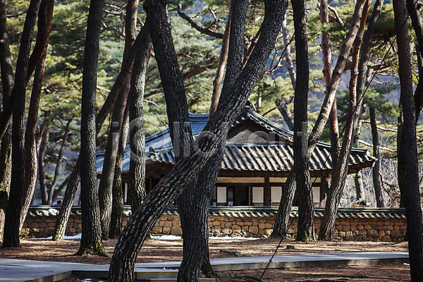 사람없음 JPG 포토 강원도 고건축 국내여행 기와담장 소나무 숲 야외 영월 주간 청령포 풍경(경치) 한국