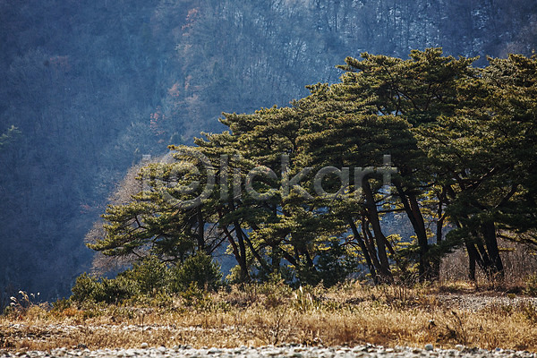 사람없음 JPG 포토 강원도 국내여행 나무 숲 야외 영월 주간 청령포 풍경(경치) 한국