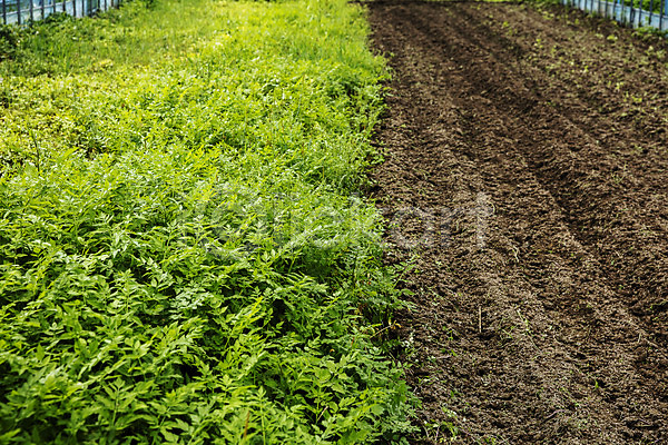 사람없음 JPG 포토 강원도 미나리 밭 비닐하우스 식재료 실내 자연 주간 채소 특산물 평창 흙