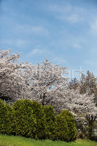 사람없음 JPG 포토 경기도 국내여행 벚꽃 벚나무 봄 안양천 야외 주간 풀숲 풍경(경치) 하늘 한국