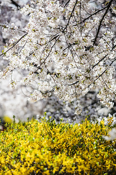 사람없음 JPG 포토 개나리 경기도 국내여행 벚꽃 벚나무 봄 안양천 야외 주간 풍경(경치) 한국