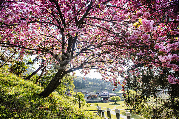 사람없음 JPG 포토 국내여행 나무 벚나무 서원 서천 야외 언덕 주간 충청남도 풍경(경치) 한국