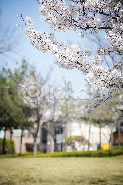 사람없음 JPG 아웃포커스 포토 벚꽃 벚나무 봄 봄꽃 야외 주간 주택