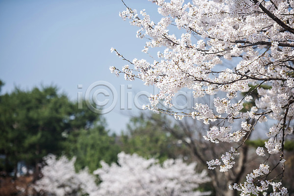 사람없음 JPG 포토 벚꽃 벚나무 봄 봄꽃 야외 주간 하늘