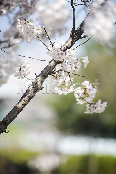 사람없음 JPG 근접촬영 소프트포커스 아웃포커스 포토 벚꽃 벚나무 봄 봄꽃 야외 주간