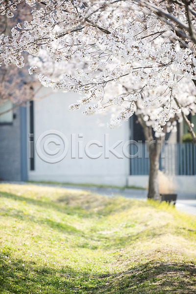 사람없음 JPG 포토 건물 벚꽃 벚나무 봄 봄꽃 야외 주간 풀(식물)