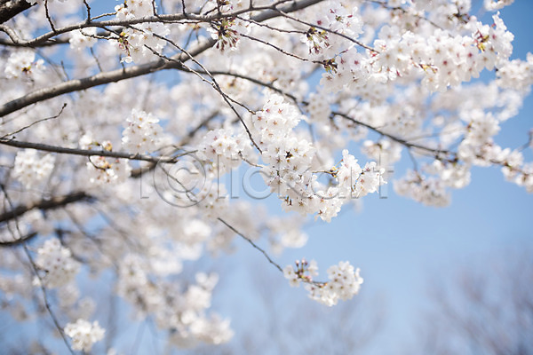 사람없음 JPG 아웃포커스 포토 벚꽃 벚나무 봄 봄꽃 야외 주간 하늘