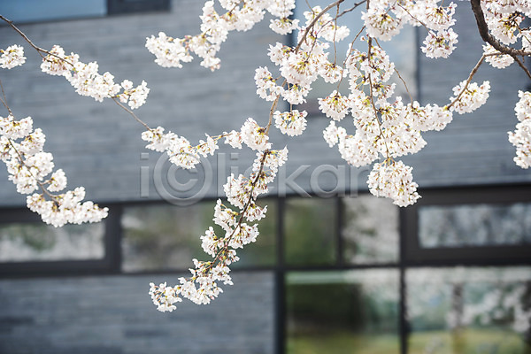 사람없음 JPG 포토 벚꽃 벚나무 봄 봄꽃 야외 주간 주택 창문