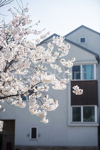 사람없음 JPG 포토 벚꽃 벚나무 봄 봄꽃 야외 주간 주택
