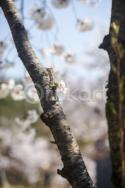 사람없음 JPG 아웃포커스 포토 벚꽃 벚나무 봄 봄꽃 야외 주간