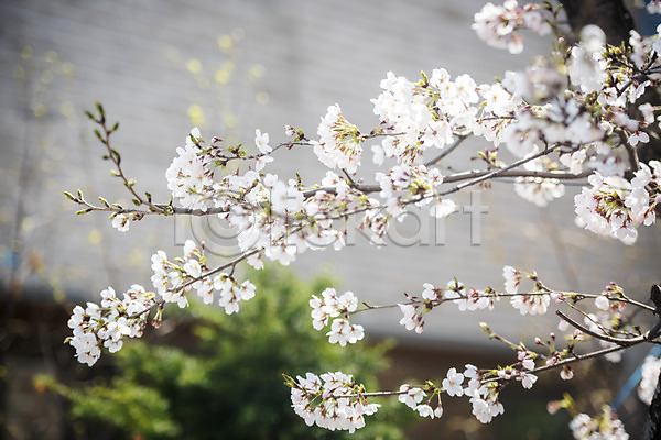 사람없음 JPG 아웃포커스 포토 벚꽃 벚나무 봄 봄꽃 야외