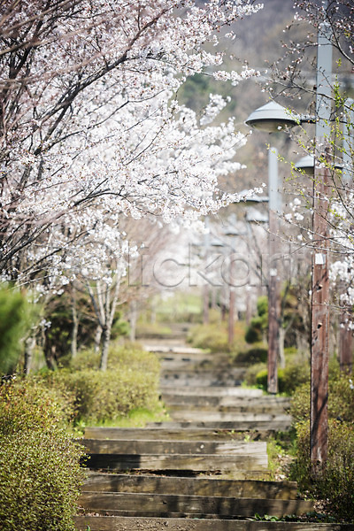사람없음 JPG 포토 가로등 길 벚꽃 벚나무 봄 봄꽃 야외 주간