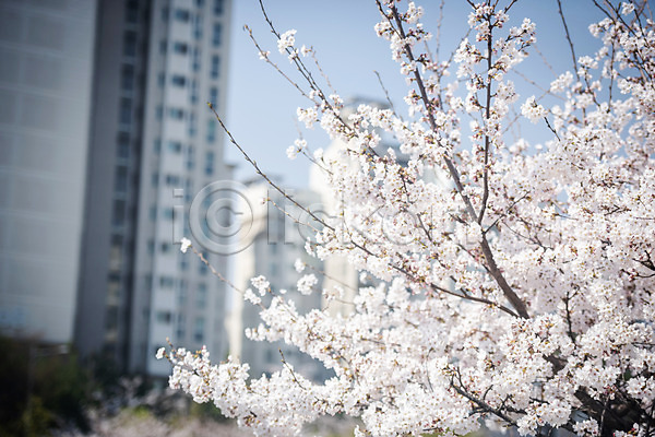 사람없음 JPG 포토 벚꽃 벚나무 봄 봄꽃 아파트 야외 주간