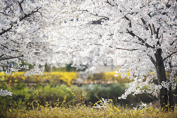 사람없음 JPG 포토 벚꽃 벚나무 봄 봄꽃 야외 주간