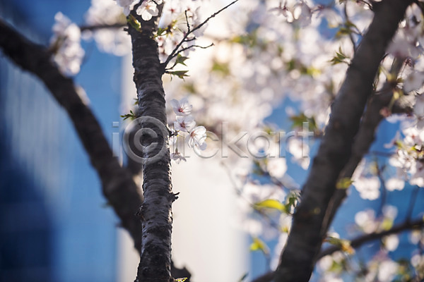 사람없음 JPG 아웃포커스 포토 벚꽃 벚나무 봄 봄꽃 야외 주간