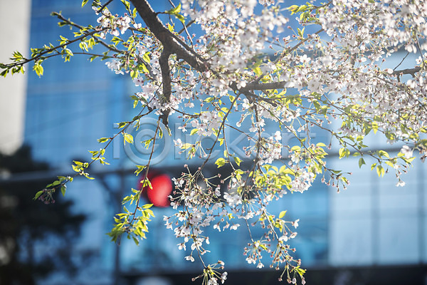 사람없음 JPG 포토 나뭇가지 벚꽃 벚나무 봄 봄꽃 신호등 야외 적신호 주간