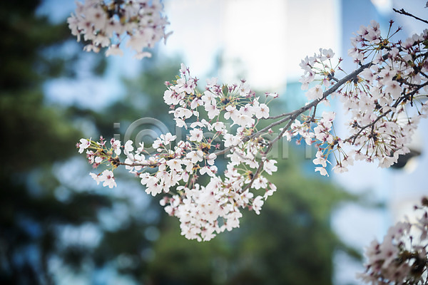 사람없음 JPG 아웃포커스 포토 나뭇가지 벚꽃 벚나무 봄 봄꽃 야외 주간