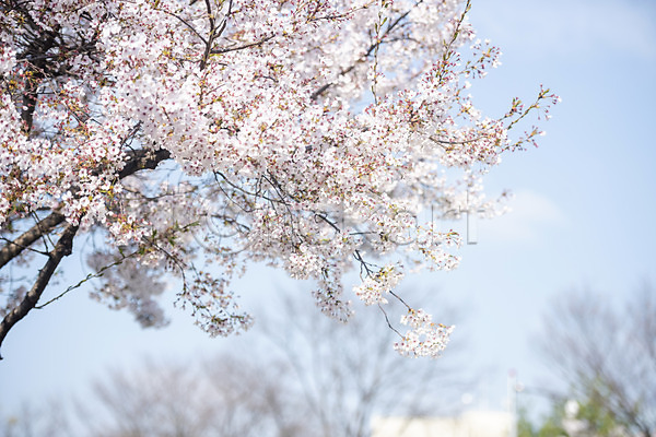 사람없음 JPG 포토 나뭇가지 벚꽃 벚나무 봄 봄꽃 야외 주간