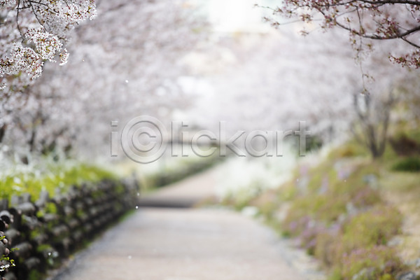 사람없음 JPG 포토 길 벚꽃 벚나무 봄 봄꽃 블러 야외 주간