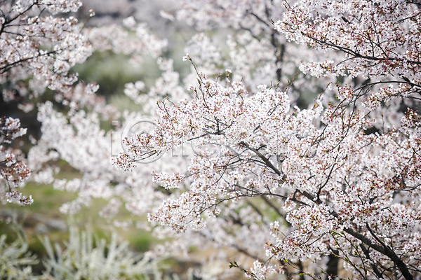사람없음 JPG 포토 나뭇가지 벚꽃 벚나무 봄 봄꽃 야외 주간
