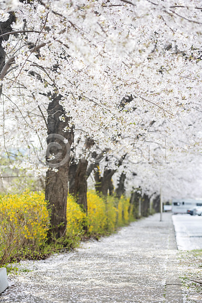 사람없음 JPG 포토 나뭇가지 들기 벚꽃 벚나무 봄 봄꽃 야외 주간