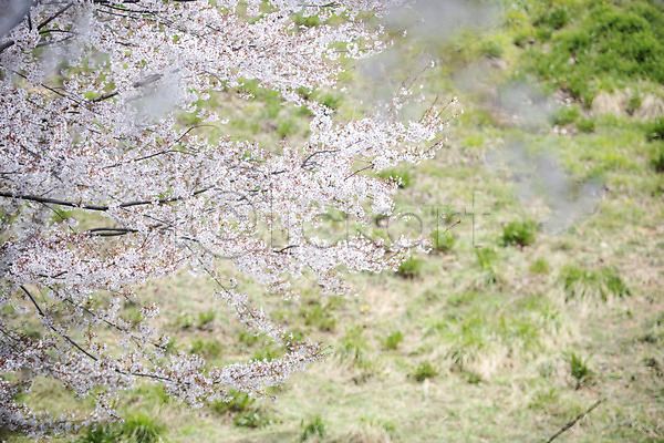 사람없음 JPG 포토 벚꽃 벚나무 봄 봄꽃 야외 주간