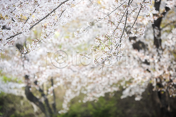 사람없음 JPG 아웃포커스 포토 나뭇가지 벚꽃 벚나무 봄 봄꽃 야외 주간