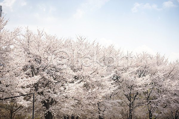 사람없음 JPG 포토 구름(자연) 벚꽃 벚나무 봄 봄꽃 야외 주간 하늘