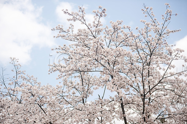 사람없음 JPG 포토 구름(자연) 나뭇가지 벚꽃 벚나무 봄 봄꽃 야외 주간 하늘
