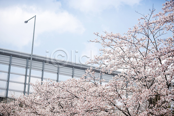 사람없음 JPG 포토 가로등 구름(자연) 벚꽃 벚나무 봄 봄꽃 야외 주간 하늘