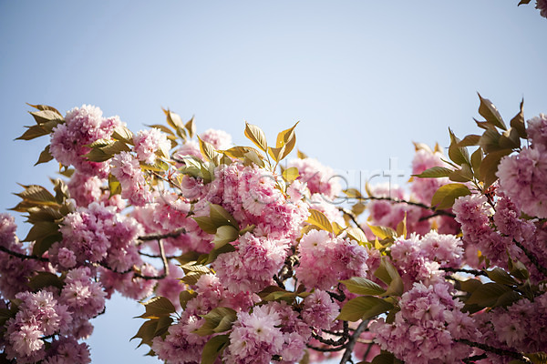 사람없음 JPG 포토 겹벚꽃 벚나무 봄 봄꽃 야외 주간