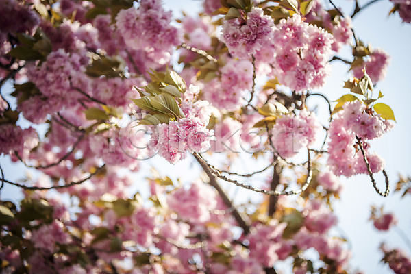 사람없음 JPG 아웃포커스 포토 겹벚꽃 벚나무 봄 봄꽃 야외 주간
