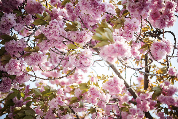사람없음 JPG 포토 겹벚꽃 벚나무 봄 봄꽃 야외 주간