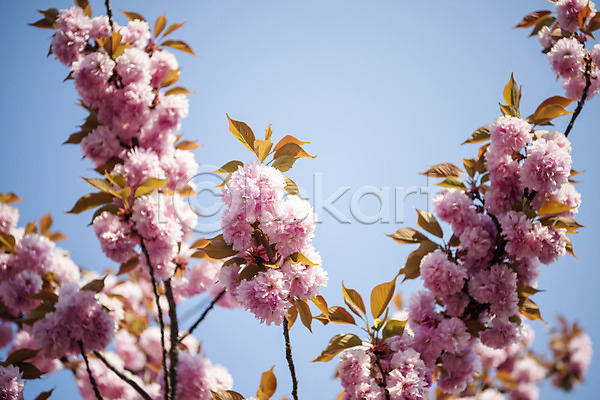 사람없음 JPG 포토 겹벚꽃 벚나무 봄 봄꽃 야외 주간 하늘