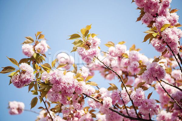 사람없음 JPG 포토 겹벚꽃 벚나무 봄 봄꽃 야외 주간 하늘