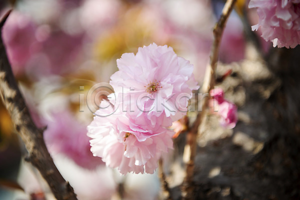사람없음 JPG 근접촬영 아웃포커스 포토 겹벚꽃 벚나무 봄 봄꽃 야외 주간