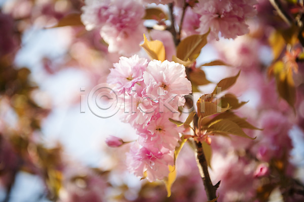 사람없음 JPG 아웃포커스 포토 겹벚꽃 나뭇가지 벚나무 봄 봄꽃 야외 주간