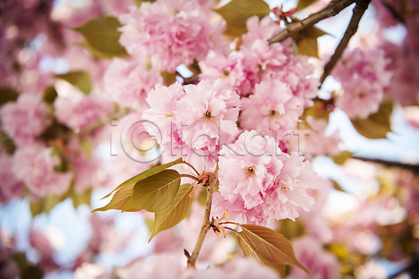 사람없음 JPG 아웃포커스 포토 겹벚꽃 나뭇가지 벚나무 봄 봄꽃 야외 주간