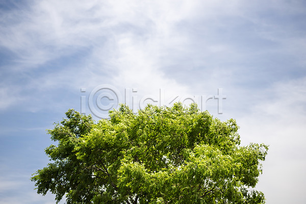 사람없음 JPG 포토 구름(자연) 나무 도시 야외 주간 하늘