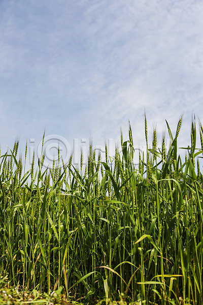 사람없음 JPG 포토 경상남도 구름(자연) 밀 밀밭 야외 주간 진주(경상남도) 특산물 하늘